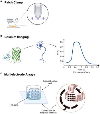 A comprehensive review of electrophysiological techniques in amyotrophic lateral sclerosis research